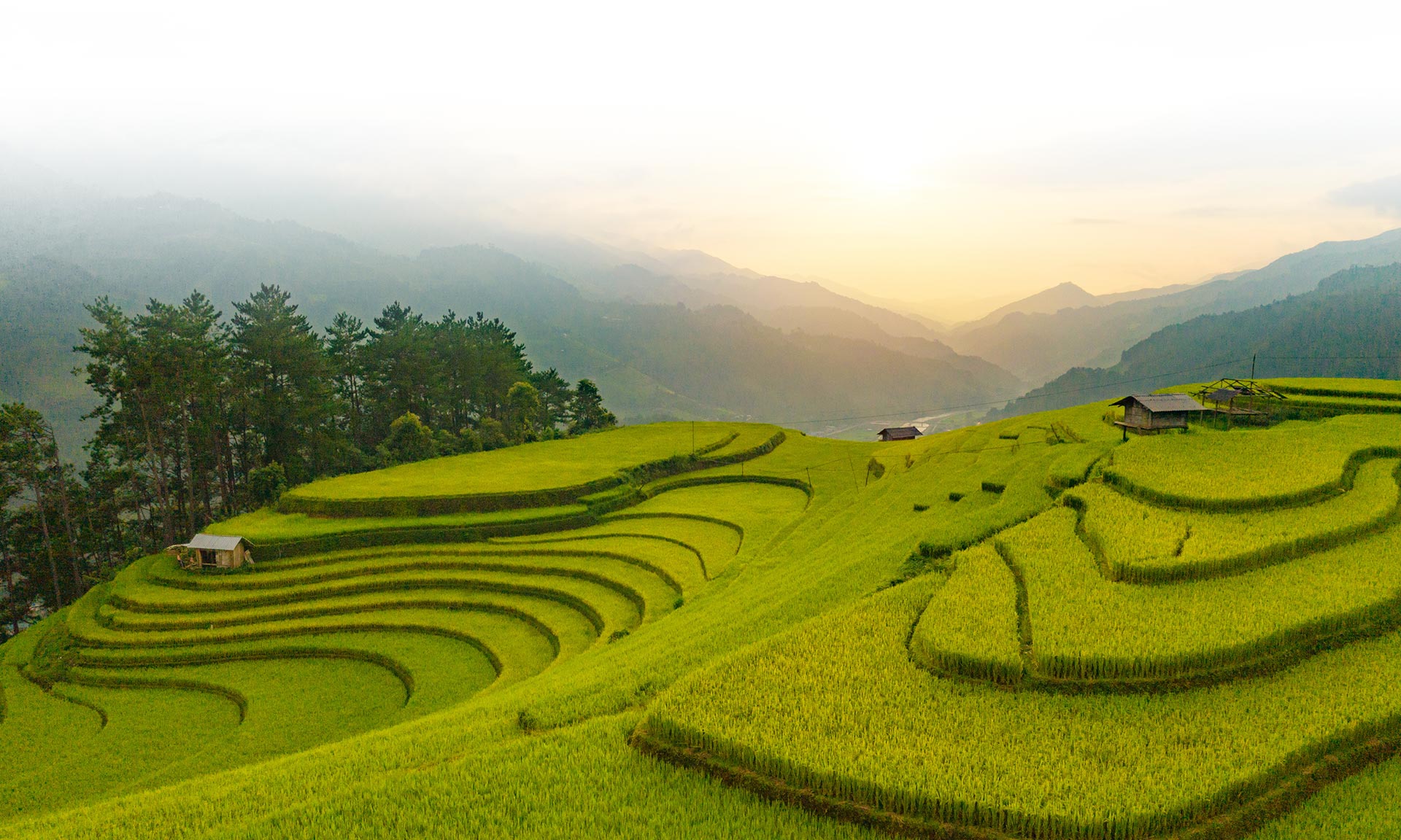 Paddy Field